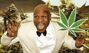 Mike Tyson pravidelne fajčí jointy a buduje obrovský areál, ktorý by sa mal stať rajom pre všetkých podporovateľov Marihuany.