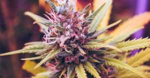 Fialový kvet (šiška) marihuany