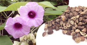kvet a semeno rastlinnej drogy havajská ruža