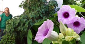 ukážky rastlín šalvia divotvorná (salvia divinorum) a havajská ruža (Argyreia nervosa)