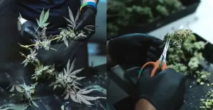 Strihanie marihuany: oddeľovanie listov od stoniek.