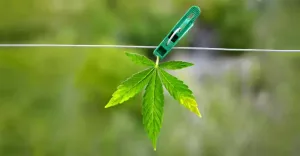 Sušenie marihuany - ilustračný obrázok: lístok konopy zavesený na šnúre na prádlo a upevnený kolíkom.