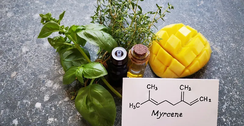Myrcén - kartička s nápisom a chemickou štruktúrou myrcénu a potraviny, ktoré ho obsahujú: mango, bazalka, tymián a nádobky s olejmi z nich