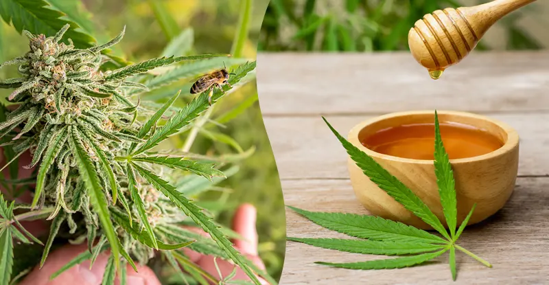 Med a marihuana - titulný obrázok: včela na kvete marihuany a med s konopným listom