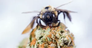 Včela zbierajúca peľ z kvetu marihuany - detail