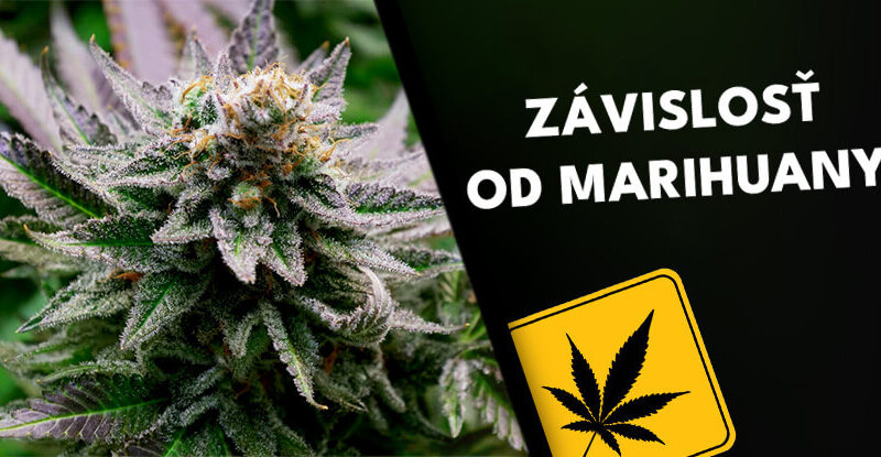 main-Zavislost-na-marihuane